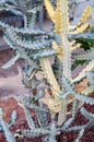 Close up Euphorbia Lactea Ã¢â¬ËCristataÃ¢â¬â¢ and blurred background